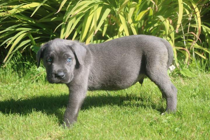 baxter male cc orfee du 15.08.2026 (4)