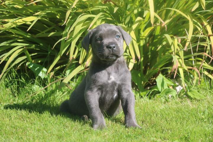 baxter male cc orfee du 15.08.2026 (6)