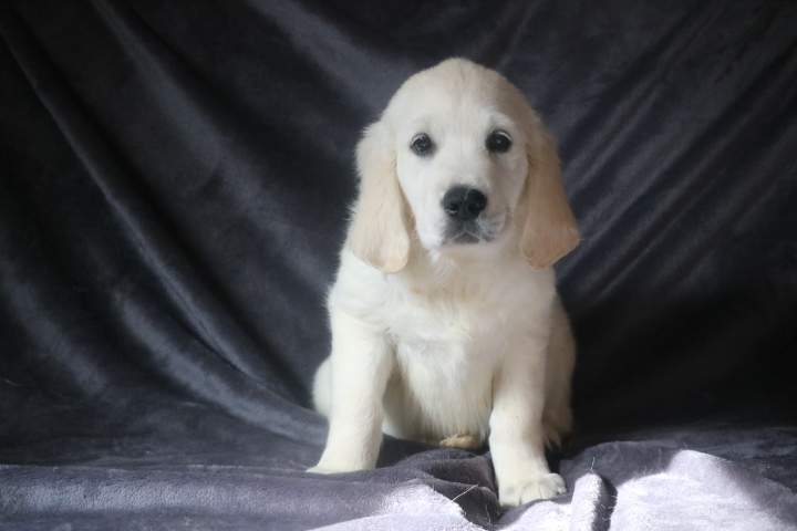 bella femelle golden r topaz du 09.07.2026 (2)