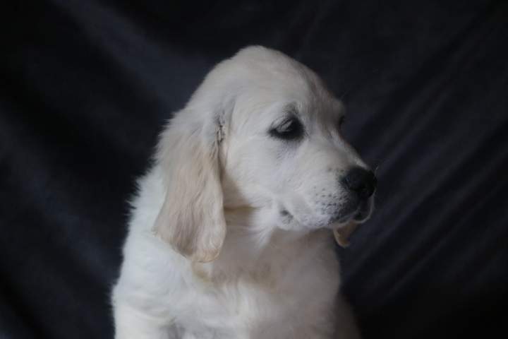 bella femelle golden r topaz du 09.07.2026 (1)