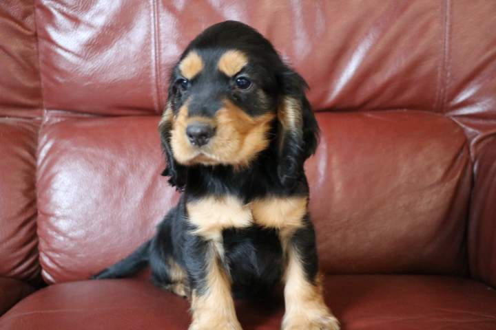 benji male cocker a net f pin up du 18.07.2026 (7)