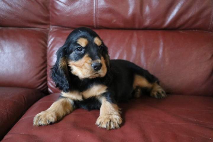 benji male cocker a net f pin up du 18.07.2026 (2)