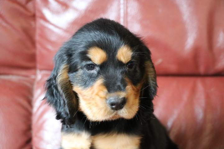 benji male cocker a net f pin up du 18.07.2026 (4)