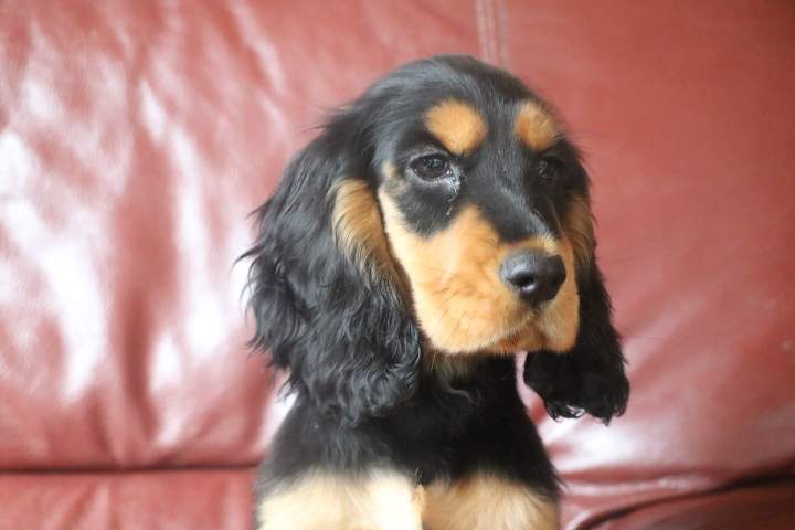 benji photo 2 pin up du 18.07.2026 (1)