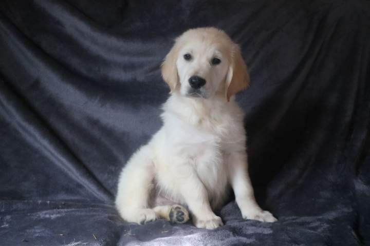 billy male golden r tess lof du 11.07.2026 (9)