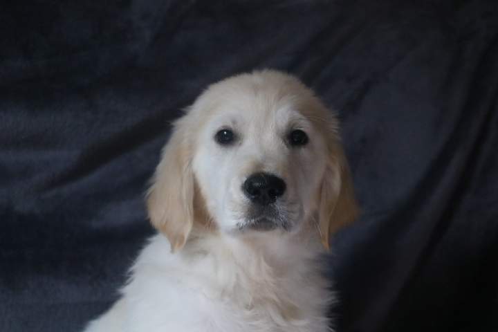 billy male golden r tess lof du 11.07.2026 (4)