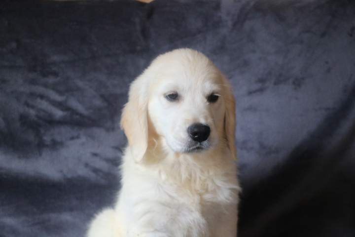 blanche femelle golden r valeska du 08.07.2026 (3)