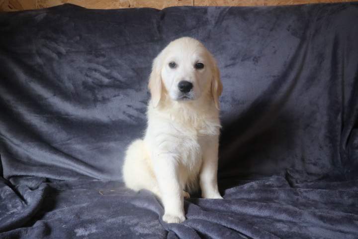 blanche femelle golden r valeska du 08.07.2026 (5)