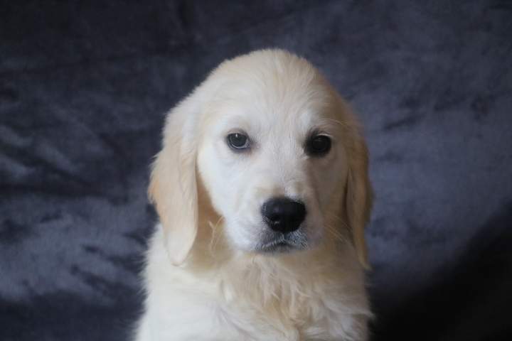 blanche femelle golden r valeska du 08.07.2026 (4)