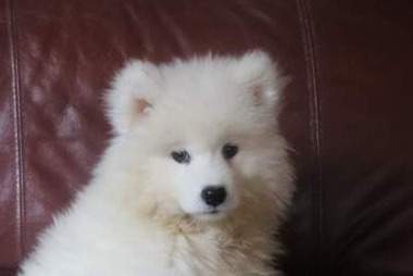 blanche femelle samoyede de sun du 07.07.2026 (3)