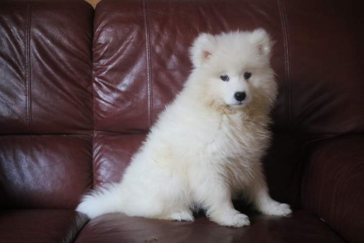 blanche femelle samoyede de sun du 07.07.2026 (3)