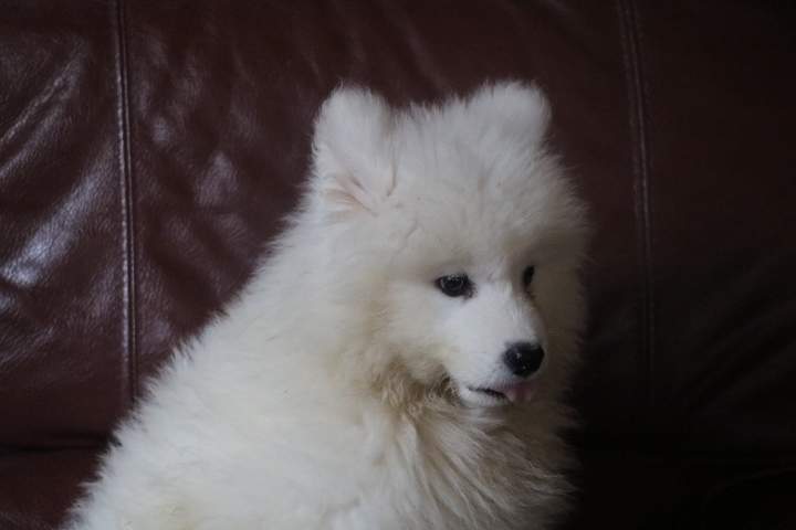 blanche femelle samoyede de sun du 07.07.2026 (1)