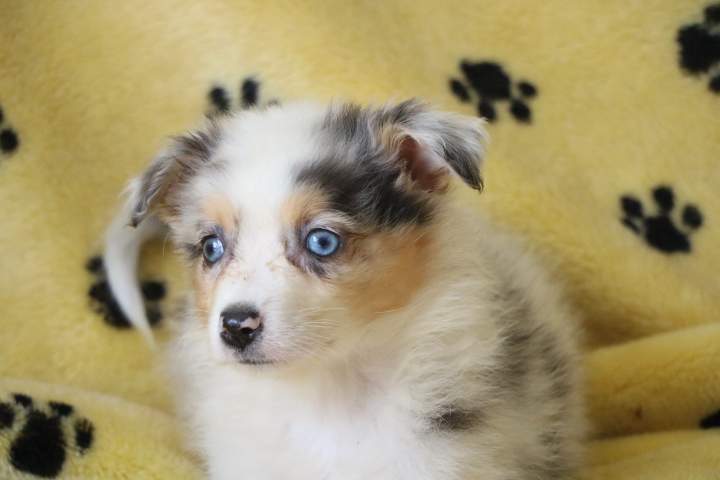 blue femelle ba bl m sharlie du 01.07.2026 (4)