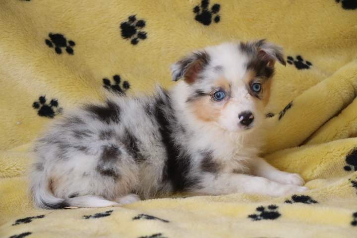 blue femelle ba bl m sharlie du 01.07.2026 (1)