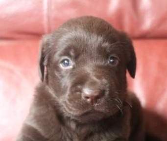 bob male labrador chocolat romy (3)