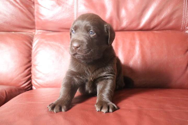 bob male labrador chocolat romy (1)