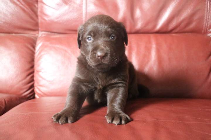 bob male labrador chocolat romy (2)