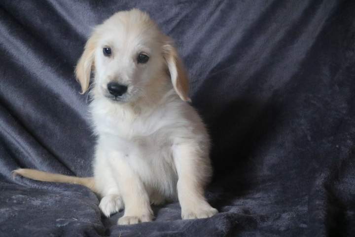 bobby male golden r tess lof du 11.07.2026 (2)