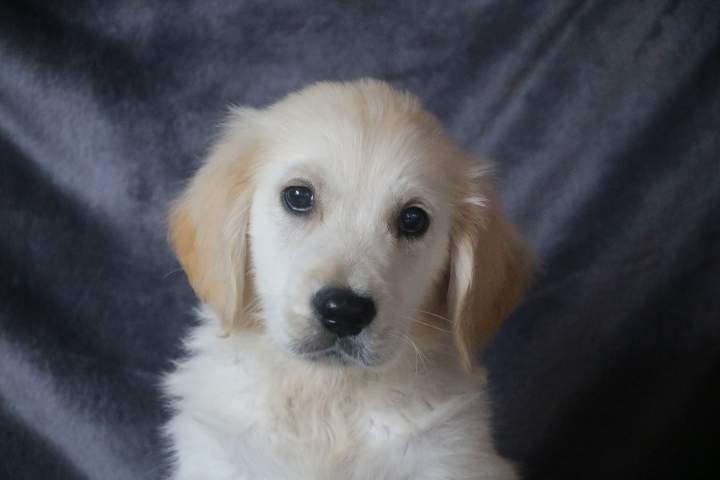 bobby male golden r tess lof du 11.07.2026 (5)
