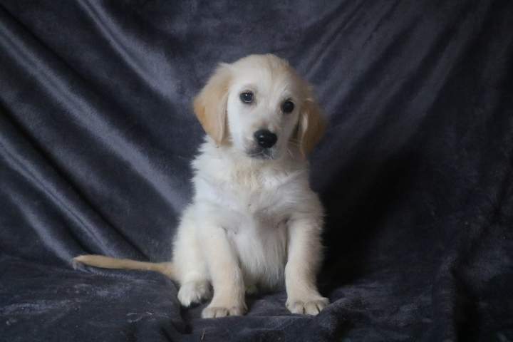 bobby male golden r tess lof du 11.07.2026 (3)