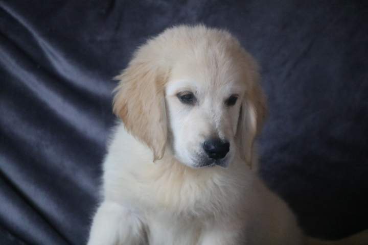 bobby male golden r valeska du 08.07.2026 (3)