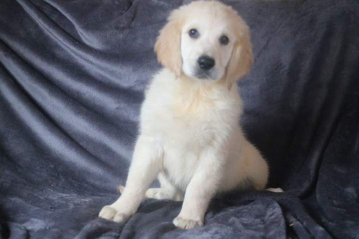 bobby male golden r valeska du 08.07.2026 (7)