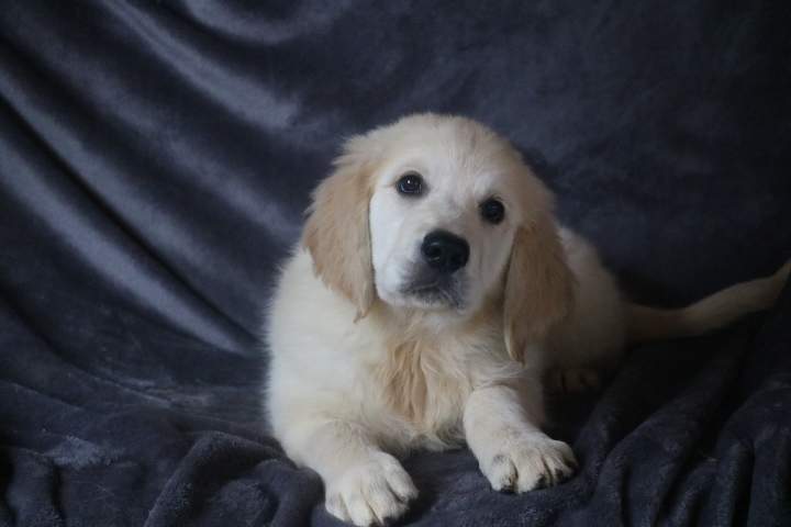 bobby male golden r valeska du 08.07.2026 (4)