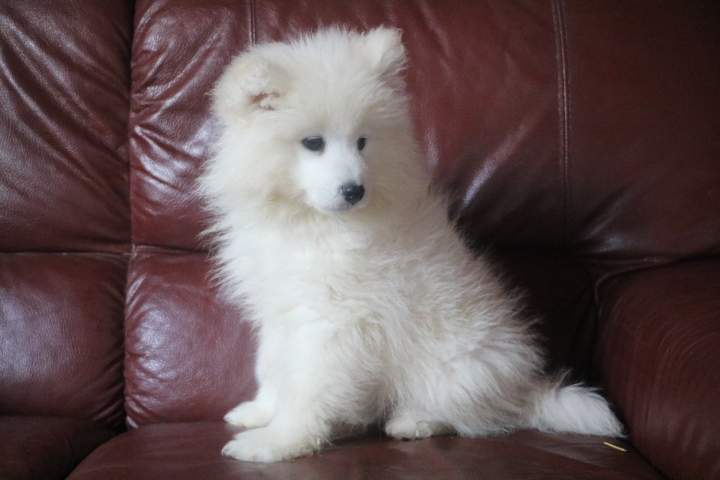 bomy femelle samoyede de sun du 07.07.2026 (4)