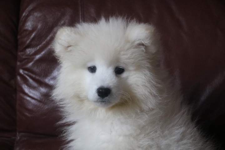 bomy femelle samoyede de sun du 07.07.2026 (3)