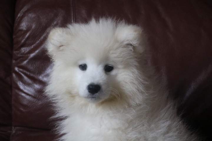 bomy femelle samoyede de sun du 07.07.2026 (2)
