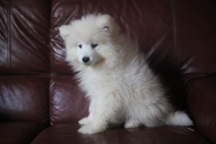 bomy femelle samoyede de sun du 07.07.2026 (4)