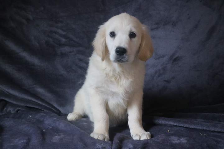 bonny male golden r topaz du 09.07.2026 (11)