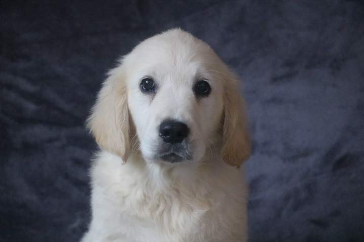 bonny male golden r topaz du 09.07.2026 (4)