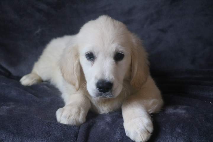 bonny male golden r topaz du 09.07.2026 (5)