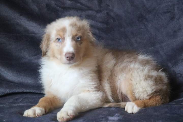 boomer male ba rouge merle sharlie du 01.07.2026 (6)