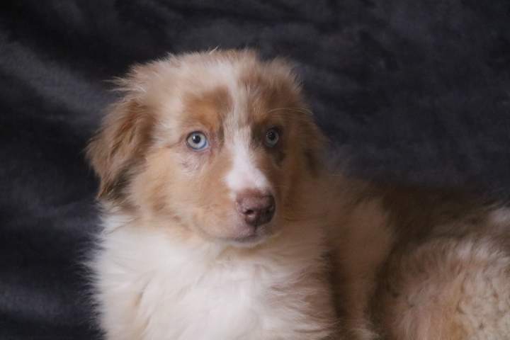 boomer male ba rouge merle sharlie du 01.07.2026 (3)