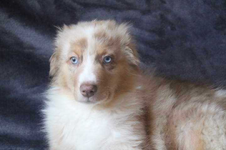 boomer male ba rouge merle sharlie du 01.07.2026 (5)