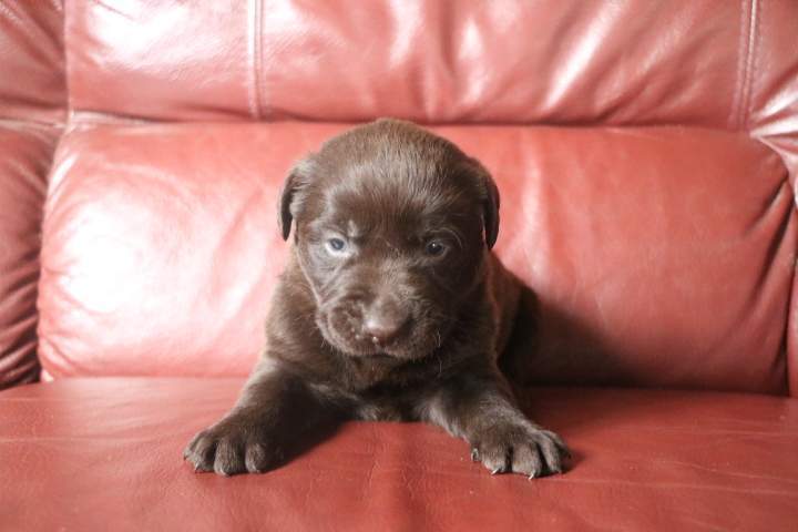 boris male labrador chocolat romy du 03.09.2026 (6)