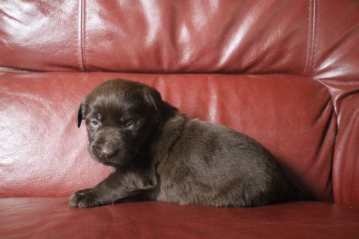 boris male labrador chocolat romy du 03.09.2026 (5)