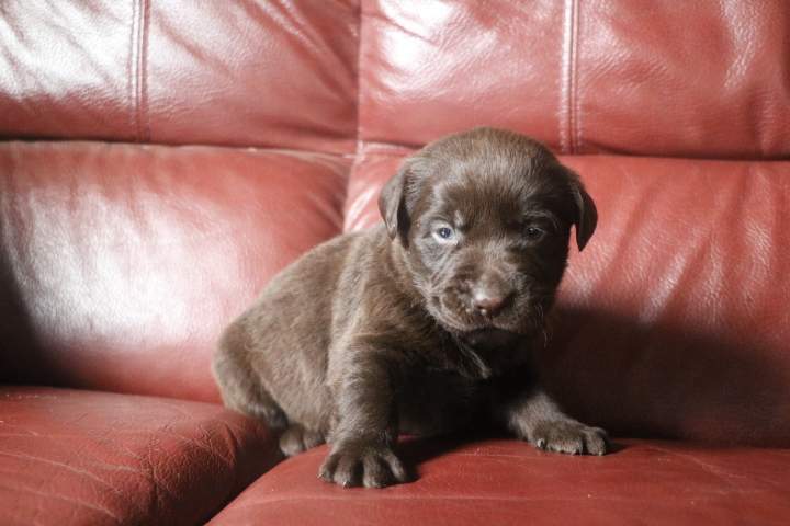 boris male labrador chocolat romy du 03.09.2026 (9)