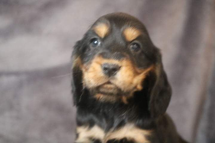 boston male cocker a noir et feu stella du 15.08.2026 (8)