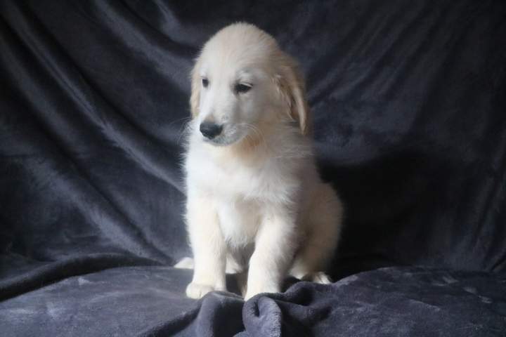 bounty male golden r tess du 11.07.2026 (1)