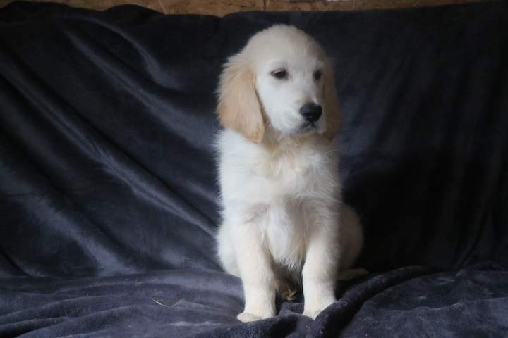 bounty male golden r tess du 11.07.2026 (8)