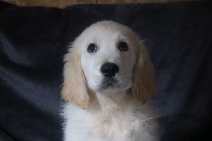 bounty male golden r tess du 11.07.2026 (7)