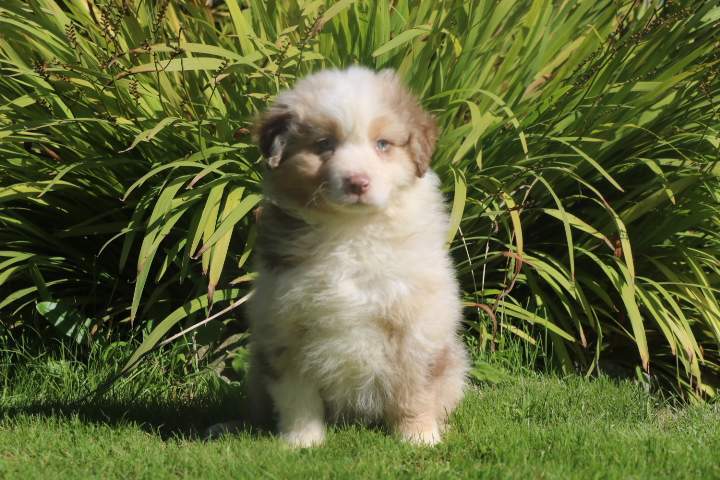 bounty male rouge merle r'mione du 07.08.2026 (7)