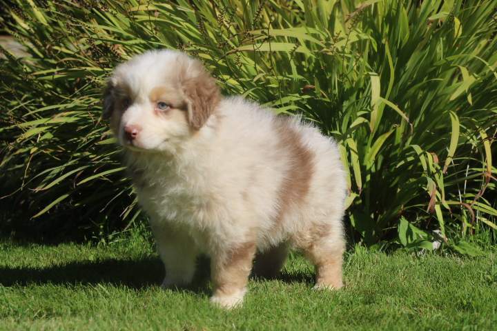 bounty male rouge merle r'mione du 07.08.2026 (12)