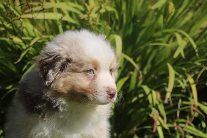 bounty male rouge merle r'mione du 07.08.2026 (9)