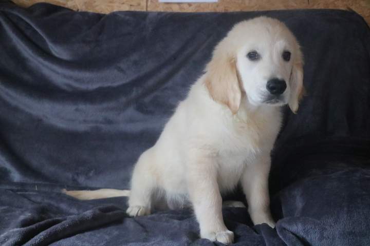 brad male golden r valeska du 08.07.2026 (1)