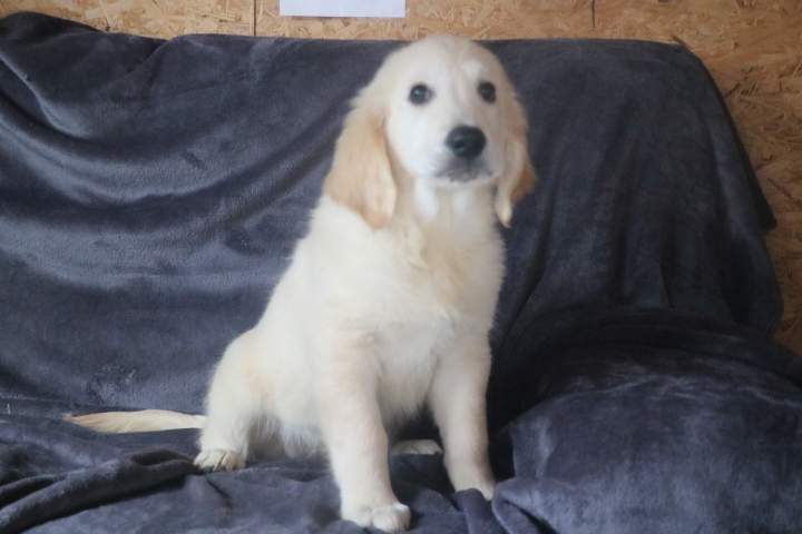 brad male golden r valeska du 08.07.2026 (6)