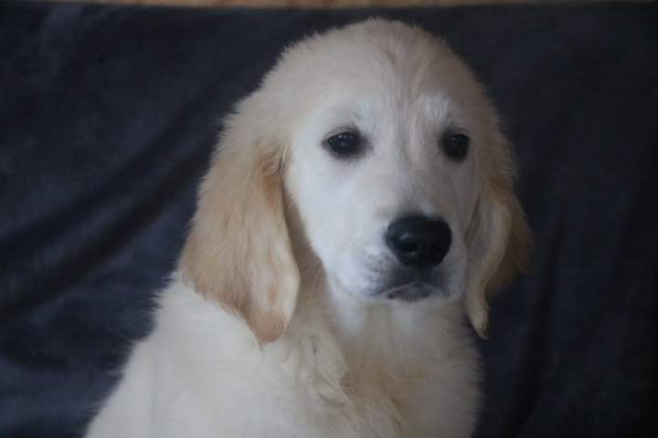 brad male golden r valeska du 08.07.2026 (3)